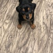 French Bulldog and German Pinscher Puppies from Dream_Dior_Frenchies