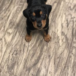 French Bulldog and German Pinscher Puppies from Dream_Dior_Frenchies