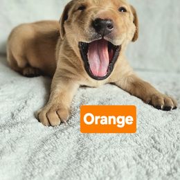 Orange - Yellow Labrador Retriever puppy in Long Valley, New Jersey from Guns Up Dog Training