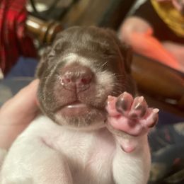 German Shorthaired Pointer and Jack Russell Terrier Puppies from Ivy Creek Kennels