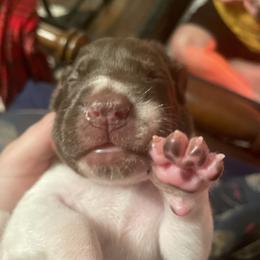 German Shorthaired Pointer and Jack Russell Terrier Puppies from Ivy Creek Kennels