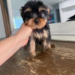 Kion - Black and gold male Yorkshire Terrier puppy in Fort Myers, Florida from Katherine’s Yorkies and Poodles