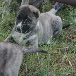Boy 2 - Gray male Armenian Gampr puppy in Neenach, California from The Mustangs Ranch