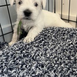 Miniature Schnauzer Puppies from Miles Family Schnauzers