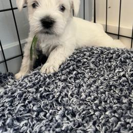 Miniature Schnauzer Puppies from Miles Family Schnauzers