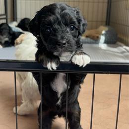 Pepper - Black phantom female Aussiedoodle puppy in Cedar Park, Texas from Lollipups Mini Aussiedoodles