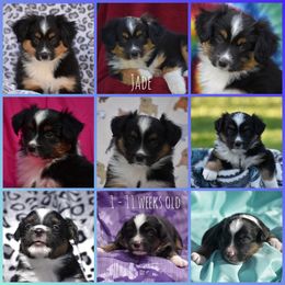 Miniature American Shepherd Puppies from Andaluz Mini American Shepherds