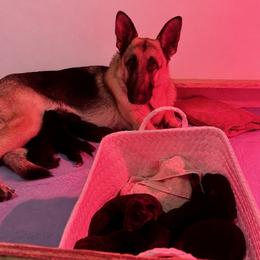 German Shepherd Puppies from Patmar German Shepherds