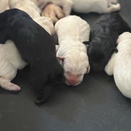 Girl 2 - Black female Labrador Retriever puppy in Isanti, Minnesota from Four Corners Family Labs