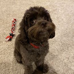 Coco - Cockapoo