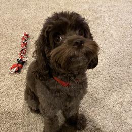 Coco - Cockapoo