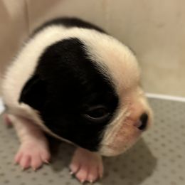 Peter - Black and white male Boston Terrier puppy in Spartanburg, South Carolina from Sassy Pap Farms