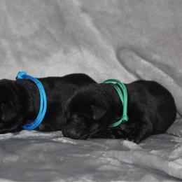 Boy 1 - Black male Labrador Retriever puppy in Four Oaks, North Carolina from TLC Retrievers