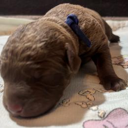 Blue collar boy - Brown male Chesapeake Bay Retriever puppy in Las Vegas, Nevada from Birdsview Chesapeake Kennel