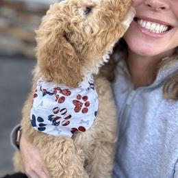 Double Doodle and Goldendoodle Puppies from Red White and Doodle
