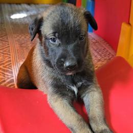 Indy's Yellow - Mahogany male Belgian Malinois puppy in Berry, Alabama from North River k9