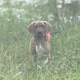 Parmasian - Chocolate brindle female Great Dane puppy in Lehigh Acres, Florida from Florida Wrinkles