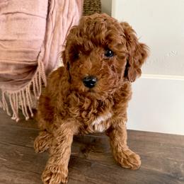 Ace - Red  male Goldendoodle puppy in South Jordan, Utah from Wasatch Pup