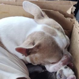 Lilly - Boston Terrier