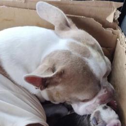 Lilly - Boston Terrier