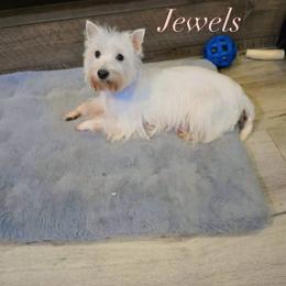 Mom (Jewels) retiring - White female West Highland White Terrier puppy in Toronto, Ohio from Shekinah’s Mi-Kis & Cricket Hill’s Westies