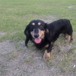 Nero - Dachshund