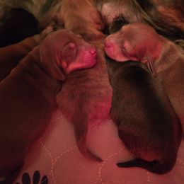 Dachshund Puppies from Tumbleweed Dachshunds
