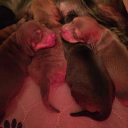 Dachshund Puppies from Tumbleweed Dachshunds