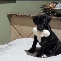 Great Dane Puppies from Patientdanes