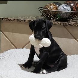Great Dane Puppies from Patientdanes