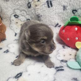 Cupid - Blue and tan male Pomeranian puppy in Weatherford, Texas from Jeweled Poms
