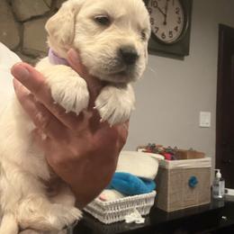 Little Abby - Light golden female Golden Retriever puppy in Baldwin Park, California from Mountain Valley Retrievers