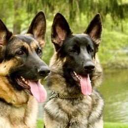 German Shepherd All Grown Up from Karen Nelson's German Shepherds