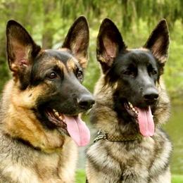 German Shepherd All Grown Up from Karen Nelson's German Shepherds