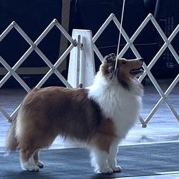 Madison - Shetland Sheepdog
