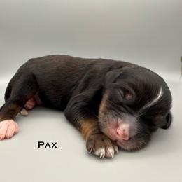 Pax - male Australian Mountain Doodle puppy in Chattanooga, Tennessee from River City Doodles TN