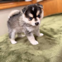 Axl - Black and white male Pomsky puppy in Marshall, Minnesota from Miles of Smiles Pomskies
