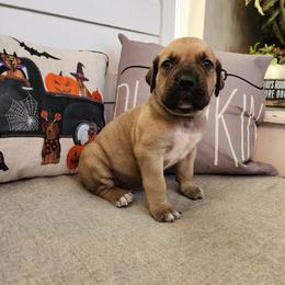 Blue/blk/wht Collar - Brown Boerboel puppy in Royse City, Texas from Leontix Boerboels