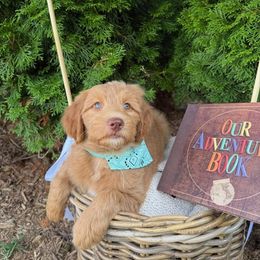 Graham - Red  male Goldendoodle puppy in Waterford, Michigan from Oh My Doodness!