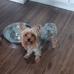 LOLIS - Blue and gold female Yorkshire Terrier puppy in Hemsptead 77445, Texas from BFF Yorkies