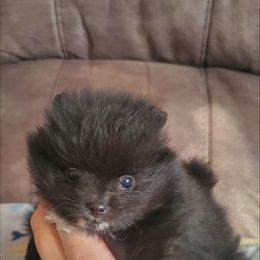 Pomeranian Puppies from Fancy Paws Pomeranian