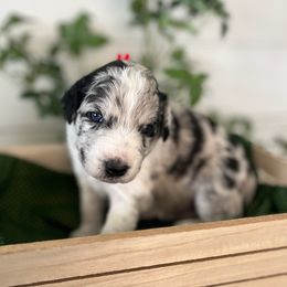 Rocky - White and blue merle male Bordoodle puppy in Valley Center, California from Circle R Valley Bordoodls