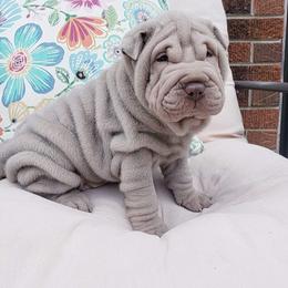 Chinese Shar-Pei Puppies from DCSHARPEI
