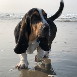 Basset Hound Puppies from Houndful Hearts