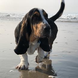 Basset Hound Puppies from Houndful Hearts