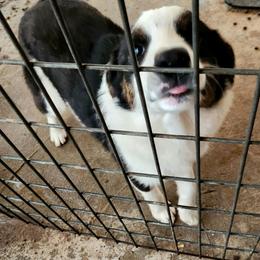 Spot - Black male Working Dog Cross puppy in Nevada, Missouri from Briarwood Collies