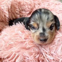 Whiskey - Dapple male Dachshund puppy in Trenton, Florida from Tweenie Weenie Dachshunds