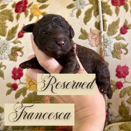 Francesca - Chocolate female Goldendoodle puppy in Aubrey, Texas from The Parrish Doods