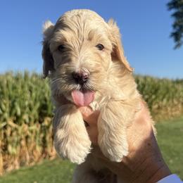 Buck - Fawn and white male Sheepadoodle puppy in Lancaster, Pennsylvania from Bitler Family Puppies