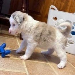 Freddy - Lilac merle male Border Collie puppy in Burlington, Kentucky from Murphys Farm